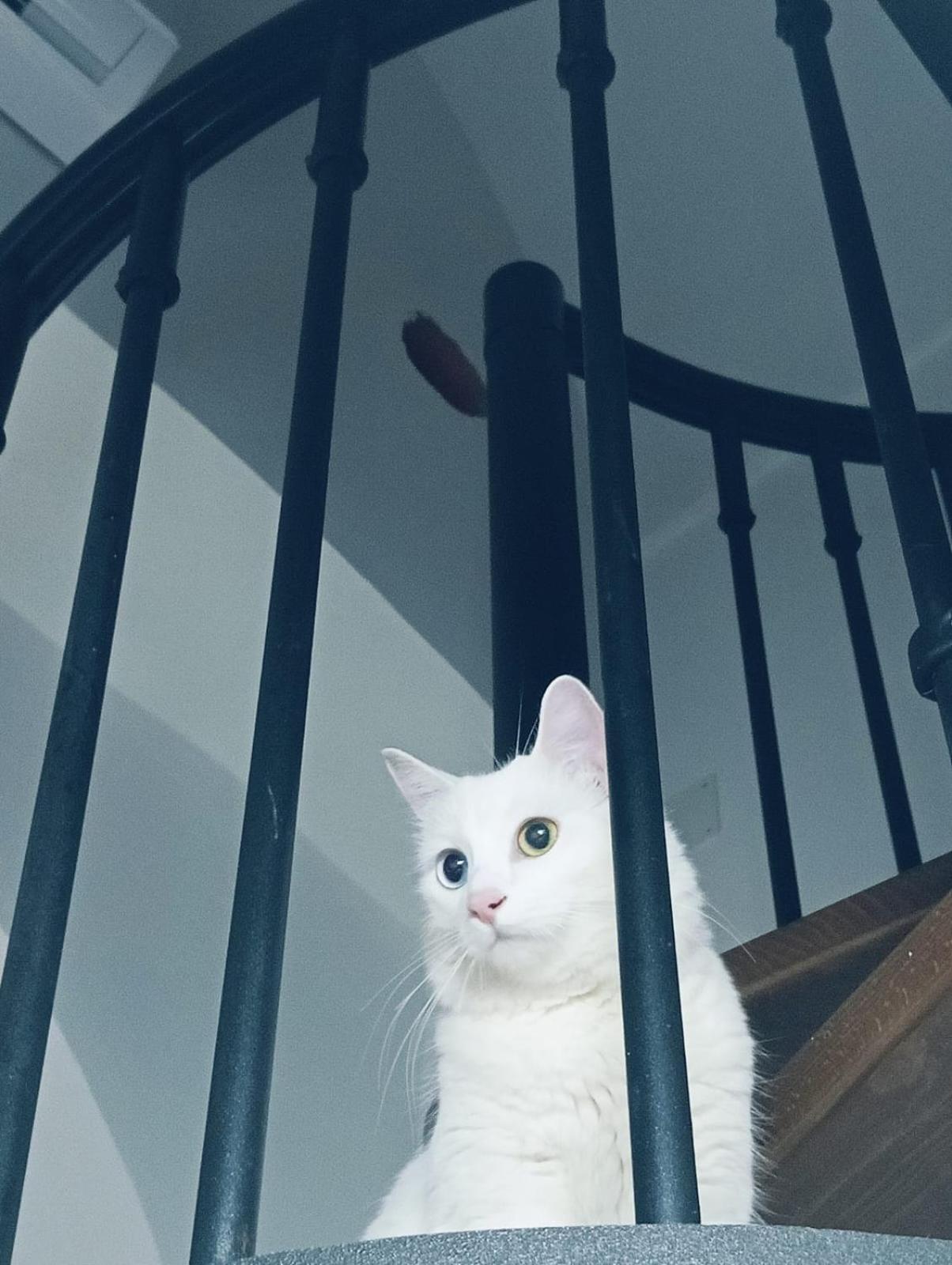 Вилла The White Cat Неаполь Экстерьер фото