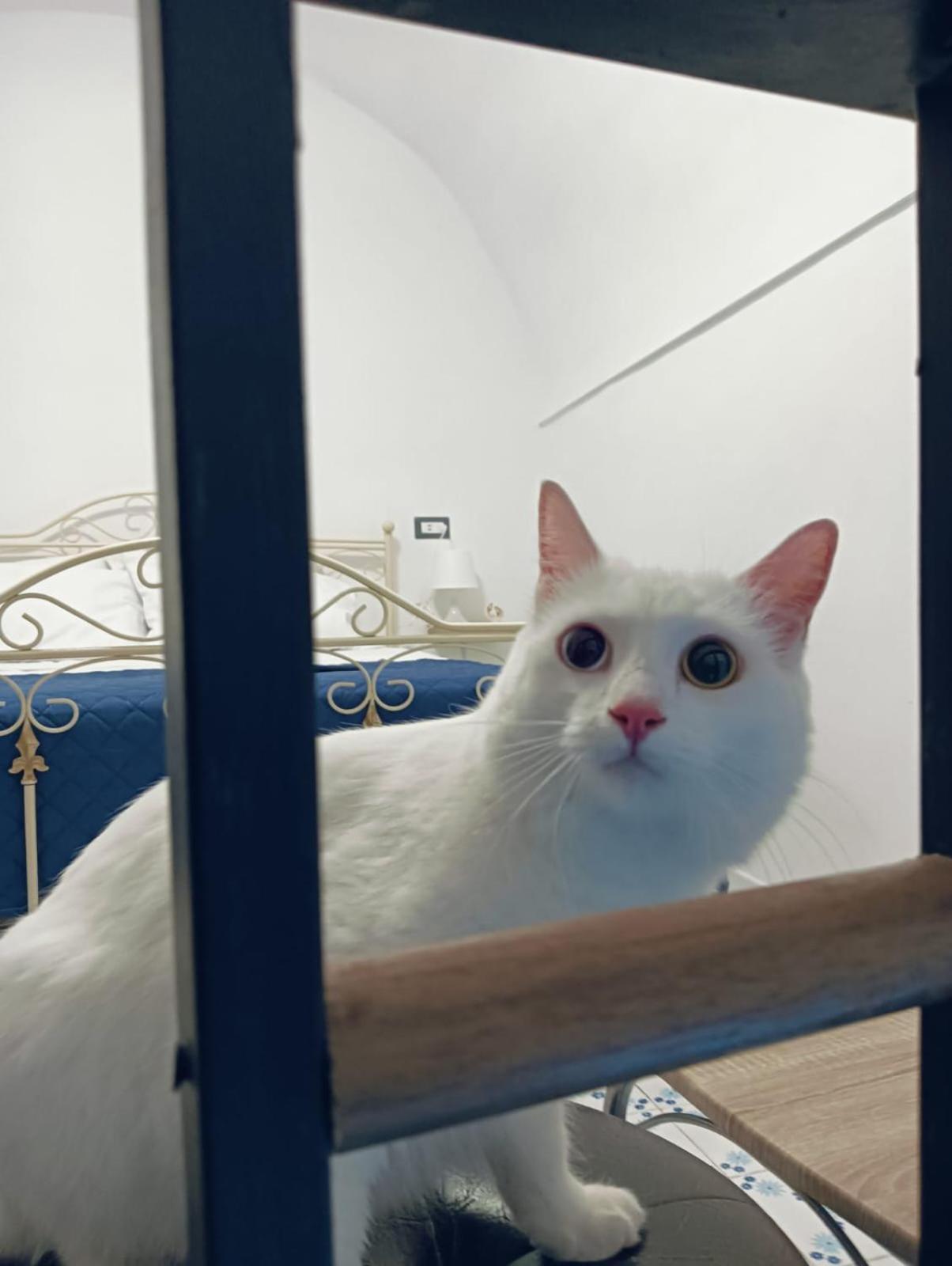 Вилла The White Cat Неаполь Экстерьер фото